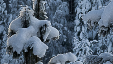 Luminen puu